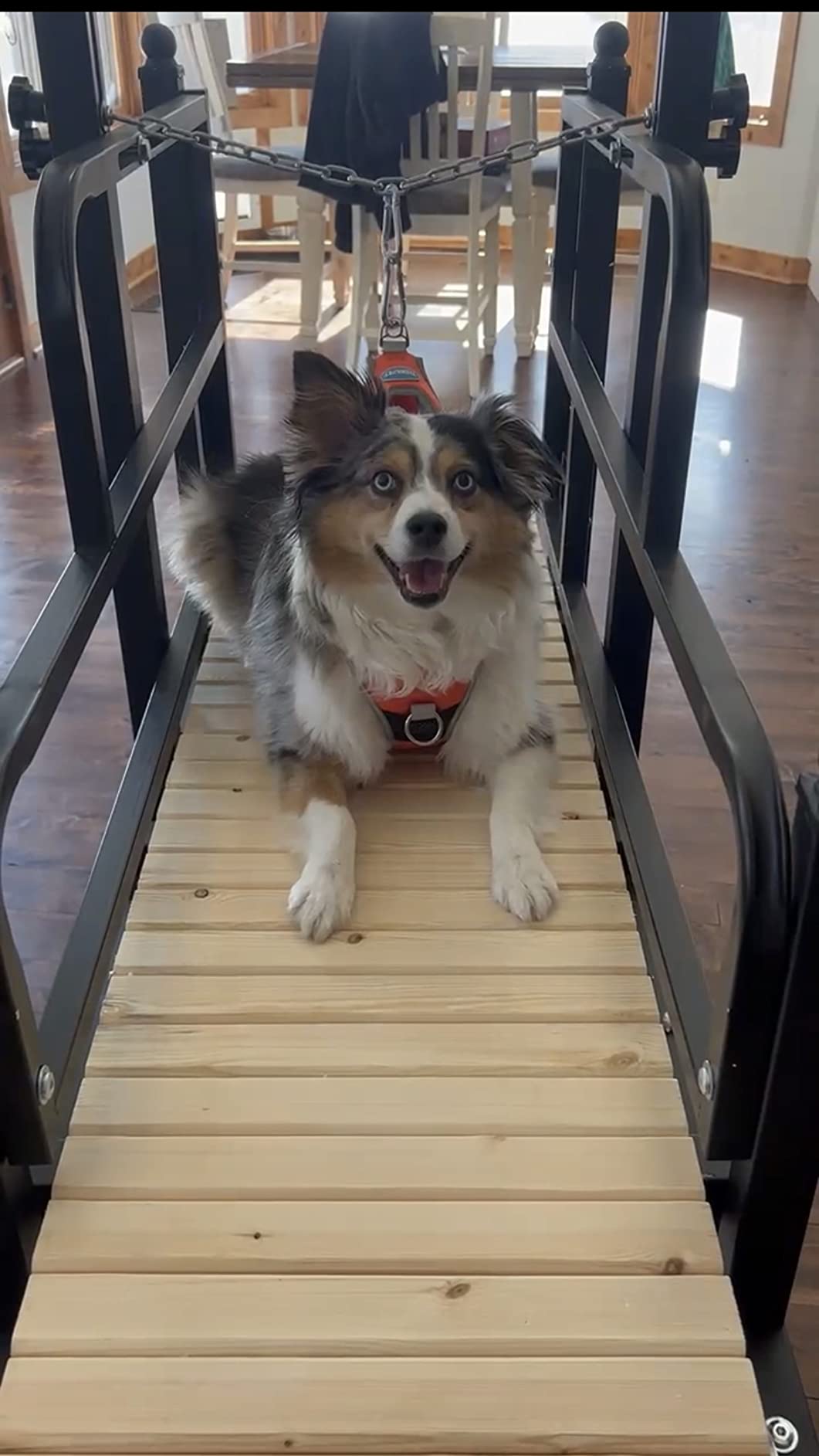 PawPaw’s 2026 Medium Dog Treadmill Upgrade – ABS Track & Brake System, Supports 330 lbs