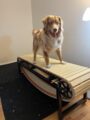 PawPaw’s 2026 Medium Dog Treadmill – Non‑Electric Slatmill with Adjustable Height, Supports 330 lbs