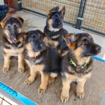 German Shepherd