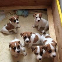 Jack Russell Terrier