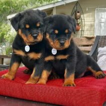 Rottweiller