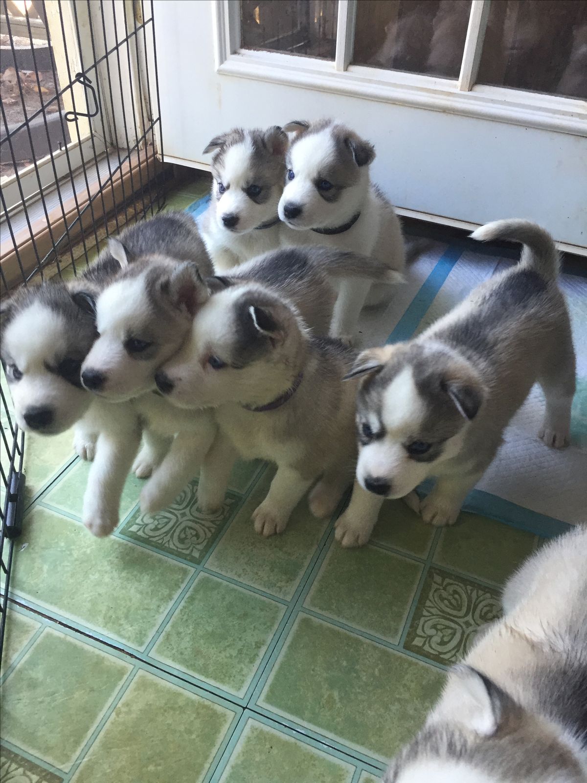 Siberian Husky